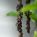 Brown paper wasp