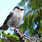 Grey Jay