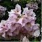 Bougainvillea