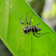 jumping spider
