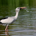 Open billed stork
