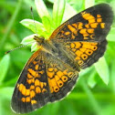 Pearl Crescent
