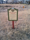 Native prairie grasses planting area