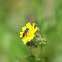 Stingless bee