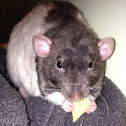 Fancy Rat