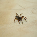 Wolf Spider