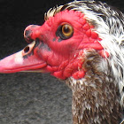 Muscovy Duck 