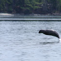 Harbor seal