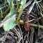 Red assassin bug