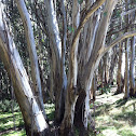 Snow Gum