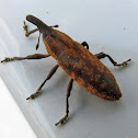 Lixus weevil