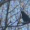 Crow