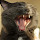 junipurr