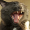 junipurr