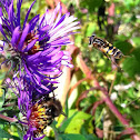 Syrphid Fly