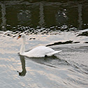 Mute Swan