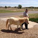 Miniature Palomino