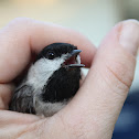 Carolina Chickadee