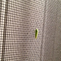 Leafhopper