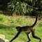 Spider Monkey