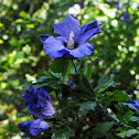 Rose of Sharon