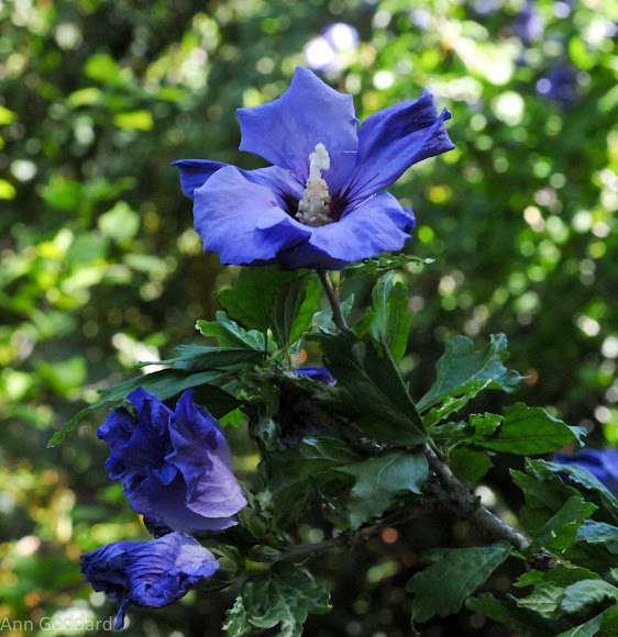 Spotting Image 1