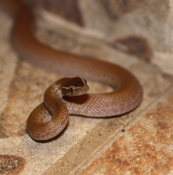 Brown House Snake Project Noah