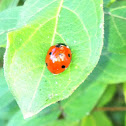 Lady Bug