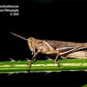 Grasshopper