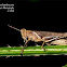 Grasshopper