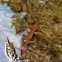 Rough-skinned Newt