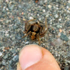 Ground Crab Spider