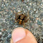 Ground Crab Spider