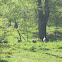 Turkeys