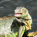 Green iguana