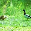 Mallard (male and female)
