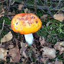 Fly agaric
