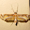 Crambid Moth