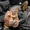 Eastern American Toad