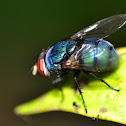 Blue Bottle Fly  / blow-fly