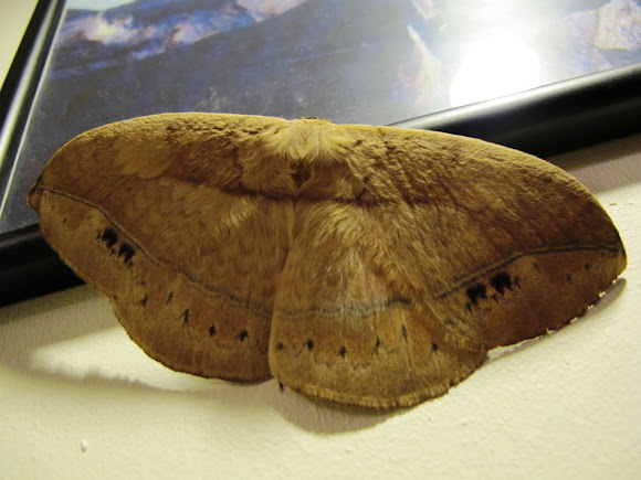 Spotting Image 1