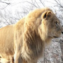 African Lion