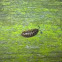 Common Shiny Woodlouse