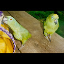 Amazon Parrot