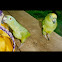 Amazon Parrot