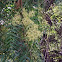 Eucalyptus Tree