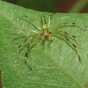 Magnolia Green Jumper (male)