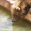 Grizzly Bear