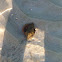 Hermit Crab