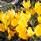 Dutch Yellow - Yellow Mammoth Crocus